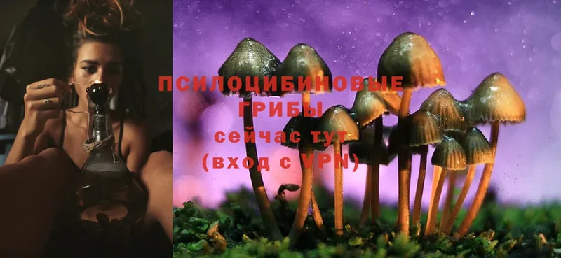 Псилоцибиновые грибы Psilocybe  МЕГА ссылка  Нелидово 